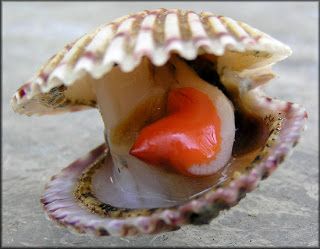 Mound House Happenings...: Creature Feature #21 - Calico Scallop Scallop Animal, Calico Scallop, Sanibel Shells, Molluscs, Sea Shore, The Underground, Creature Feature, Life Form, Beach Combing