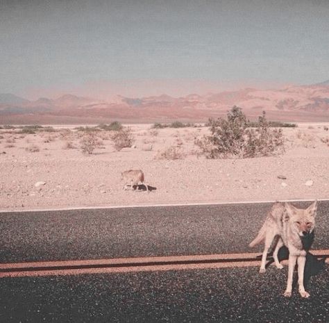 Groovy Cowboy Aesthetic, Desert Alien Aesthetic, The Desert Aesthetic, Desert Grunge, Desert Coyote, Southwestern Gothic, Western Gothic, Desert Aesthetic, Desert Road