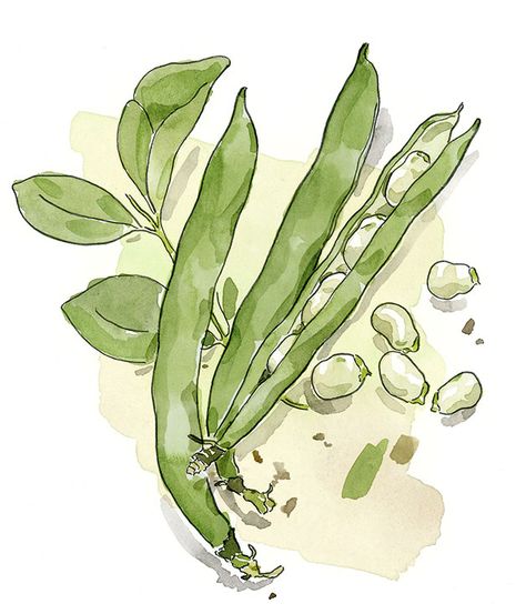 How to plant broad beans Broad Beans, Broad Bean, Getting A Tattoo, Watercolor Fruit, Minimalist Tattoos, Plant Drawing, Plant Illustration, Fruit Art, Food Drawing