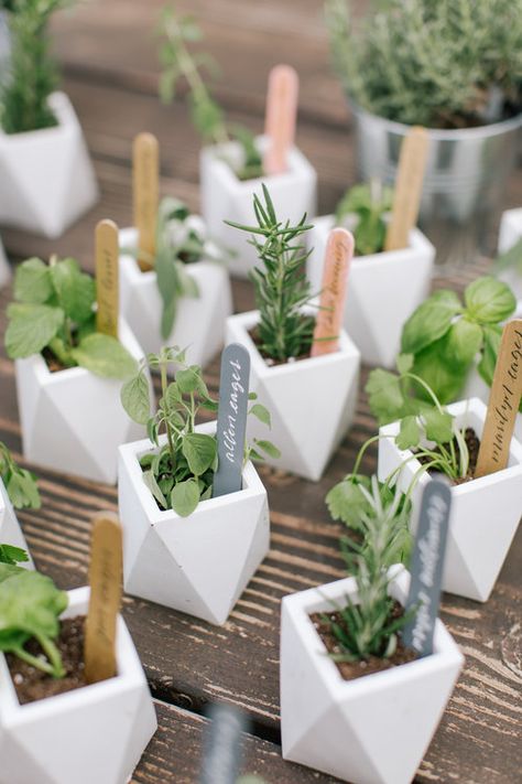 Creative Baby Shower Favors, Wedding Guest Gifts Party Favors, Wedding Favors Diy, Concrete Wedding, Green Wedding Favors, Plant Wedding Favors, Herb Wedding, Bautizo Ideas, Plant Wedding