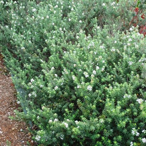 Westringia fruticosa Zena – Divine Plants Online Shop Coastal Rosemary, Westringia Fruticosa, Tiny White Flowers, Organic Fertilizer, Rosemary, White Flowers, Green And Grey, Potato, The Year