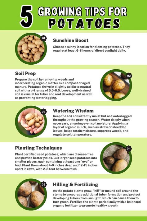 Infographic titled 'Growing Tips for Potatoes.' Explore five essential tips for successful potato cultivation, including site selection, soil preparation, planting techniques, watering and mulching, and hilling and fertilizing. Enhance your potato gardening with these valuable tips and enjoy a bountiful harvest of nutritious, homegrown potatoes." Potatoes Planting, Small Garden Plans, Raised Garden Beds Diy Vegetables, Potato Gardening, Seed Potatoes, Companion Planting Vegetables, Vegetables Garden, Vegetable Garden Planner, Planting Potatoes