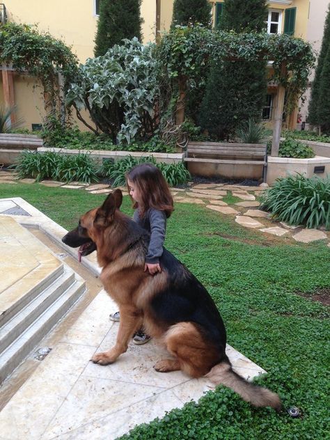 Shepard Dog, Adorable Baby Animals, Therapy Dog Training, German Sheperd Dogs, Fluffy Kittens, Dogs And Kids, Therapy Dogs, German Shepherd Puppies, German Shepherds