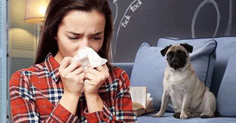 Woman Who is Allergic to Her Dog Non Shedding Dog Breeds, Dog Allergy Symptoms, Non Shedding Dogs, Hypoallergenic Dog Breed, Allergic To Dogs, Living With Dogs, Hypoallergenic Dogs, Pet Allergies, Dog Shedding