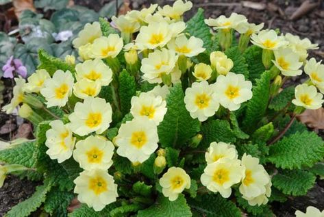 Wild Primrose, Primula Vulgaris, Primrose Plant, Primrose Yellow, English Gardens, Border Plants, Garden Types, Colorful Plants, Woodland Garden