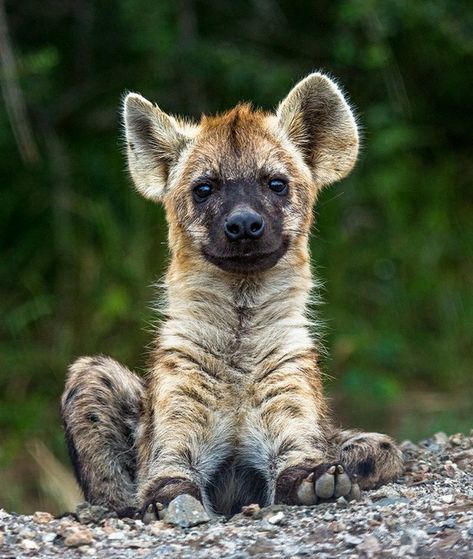 Baby Hyena, Gray Wolves, Spotted Hyena, African Wild Dog, Wild Creatures, Wild Dogs, World Photography, Hyena, African Animals