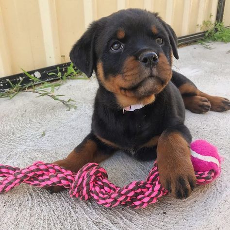 Baby Rottweiler, Guard Dog Training, Lover Anime, Painting Dogs, Dogs Aesthetic, Dog Tattoo Ideas, Rottweiler Breed, Guard Dog, Rottweiler Puppies