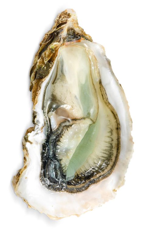 An oyster beauty with shades of green and sandy brown, nature photography, color photography. Wallpaper Pastel, Arte Inspo, Arte Sketchbook, Oyster Shell, Still Life, Art Inspo, Sea Shells, Art Reference, Mood Board