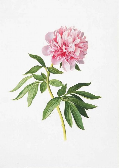 Botanical Illustration Vintage, Illustration Botanique, Plant Drawing, Botanical Painting, Botanical Watercolor, Botanical Drawings, Botanical Flowers, Floral Illustrations, Botanical Illustration