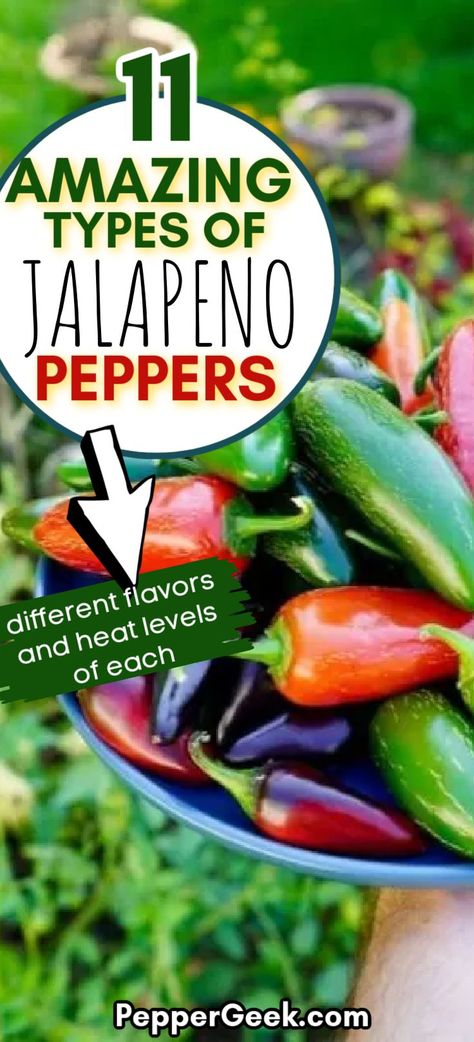 Growing Jalapenos, Jalapeno Plant, Growing Hot Pepper, Green Jalapeno, Jalapeño Peppers, Chilli Plant, Types Of Peppers, Growing Peppers, Jalapeno Recipes