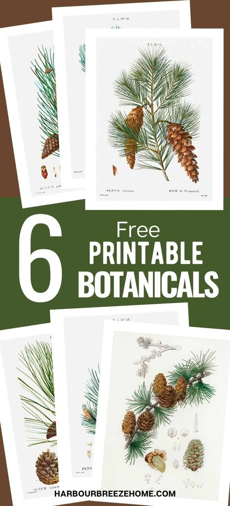 Create your own gallery wall with this set of 6 free vintage botanical prints of pine cones - perfect for Winter or Christmas! Free Printable Winter Botanical Wall Art, Fall Botanical Prints Free, Printable Botanical Prints Free, Christmas Art Printables Free, Decorating For Winter Not Christmas, Winter Wall Art Printable, Winter Printables Free Wall Art, Free Printable Christmas Art, Free Printable Winter Wall Art