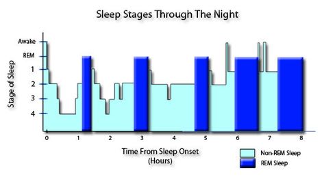 The Five Stages of Sleep: Characteristics of non-REM & REM How Many Hours Of Sleep Do I Need, Sleep Infographic, Rem Sleep Cycle, Importance Of Sleep Facts, Biology Projects, Stages Of Sleep, Rem Sleep, Shift Work, Jiu Jitsu Training