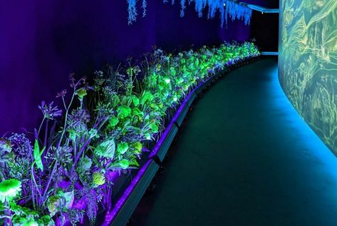 Bio Luminescence, Bioluminescence Plants, Bioluminescent Forest, Bioluminescent Plants, Bioluminescent Mushrooms, Bioluminescent Algae, Fluorescent Painting, Fantasy Bioluminescent Forest, Plant Installation