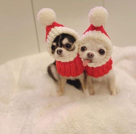 Christmas Dog Pfp, Dog Christmas Outfits, Funny Christmas Pfp, Chocolate Chihuahua, Happy Chihuahua, Chihuahua Pictures, Dog Christmas Photos, Chihuahua Christmas, Christmas Dog Outfits