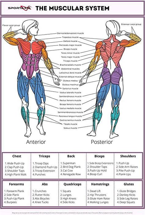 Posters For Men, Muscular Anatomy, Physio Therapy, Body Muscle Anatomy, Anatomy Muscles, Muscular System Anatomy, Skeleton Muscles, Gastrocnemius Muscle, Sternocleidomastoid Muscle