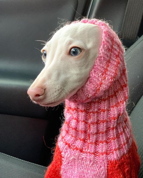 just waiting for grandma #iggy #iggylife #iggypuppy #iggysofinstagram #iggylove #iggysoftheworld #italiangreyhound #dog #dogsofinstagram… | Instagram Iggy Dog, Italian Greyhound Clothes, Italian Greyhound Dog, Dog Outfits, Greyhound Art, Greyhound Dog, Whippet Dog, Grey Hound Dog, Italian Greyhound