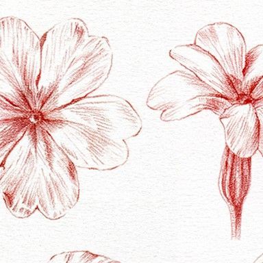 Primrose Flower Drawing, Basics Of Drawing, Primrose Flowers, Primrose Flower, Nature Journaling, Drawing Nature, Video Tutorials, Botanical Illustration, Learn To Draw