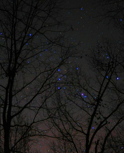 Orion The Hunter, Newnan Georgia, Blazing Star, Bare Trees, Astronomy Pictures, Giant Star, Bare Tree, Winter Sky, Georgia Usa