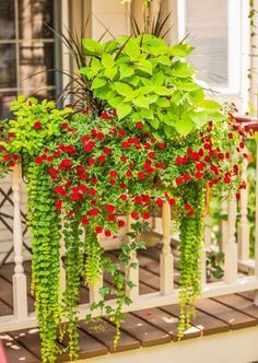 A long planter chock-full of flowers and foliage substitutes for a window box on a porch railing. Long Planter, Creeping Jenny, Bird Baths, Trailing Plants, Dry Creek, Garden Containers, Container Flowers, Window Boxes, Garden Trees