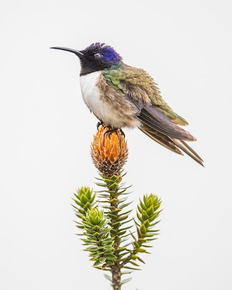 National Geographic en Instagram: “Photo by @javier_aznar_photography | An Ecuadorian hillstar (Oreotrochilus chimborazo) naps while perched on a Chuquiragua, one of the…” Ecuador Photography, Galapagos Shark, National Geographic Expeditions, Hummingbird Pictures, Reef Shark, Eden Project, Marine Ecosystem, Tiny Plants, Out Of Africa