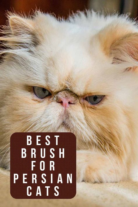 Cat Grooming Styles, Cats Grooming, Cat Toilet Training, Cat Grooming Tools, Persian Cats, Cat Toilet, Healthy Cat, Cat Care Tips, Kitten Care