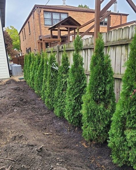 Emerald Green Arborvitae Spacing and Growth Rate Emerald Green Privacy Trees, Thuja Emerald Green Arborvitae, Arbortivae Landscaping, Emerald Green Arborvitae Smaragd, Arborvitae Emerald Green, Arborvitae Landscaping Along Fence, Bushes As Fencing, Landscaping In Front Of Privacy Fence, Privacy Arborvitae