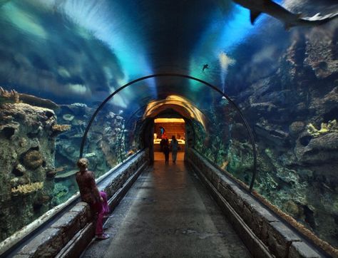 Pin for Later: 21 Family-Friendly Spots in Las Vegas For a Sinfully Good Time Mandalay Bay Shark Reef Mandalay Bay Las Vegas, Vegas Attractions, Las Vegas City, Mandalay Bay, Vegas Vacation, Mac Wallpaper, Reef Aquarium, Vegas Baby, Wallpaper Download