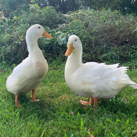 Jumbo Pekin Day Old Ducklings Pekin Ducklings, Geese Breeds, Ducks And Geese, Duck Eggs, Hatching Eggs, Game Birds, Ceramics Projects, White Bird, The Duck