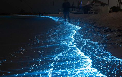 Cocoa Beach Bioluminescence - All You Need To Know (2023) - A Backpacker's World Florida At Night, Indian River Lagoon, Beach Glow, Night Activities, Cocoa Beach Florida, Beach At Night, Merritt Island, Beach Events, Kayak Tours