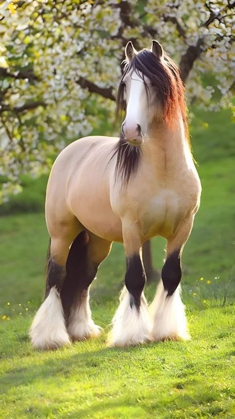 Big Horse Breeds, Rare Horses, Cute Horse Pictures, Clydesdale Horses, Big Horses, Most Beautiful Horses, Most Beautiful Animals, Majestic Horse, Pretty Animals