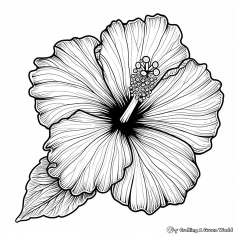 Flower Pattern Drawing Floral Design, Hibiscus Outline, Flower Coloring Pages For Adults, Flower Colouring Pages, Flower Colouring, Outline Flower, Sunflower Coloring Pages, Rose Coloring Pages, Drawing Floral