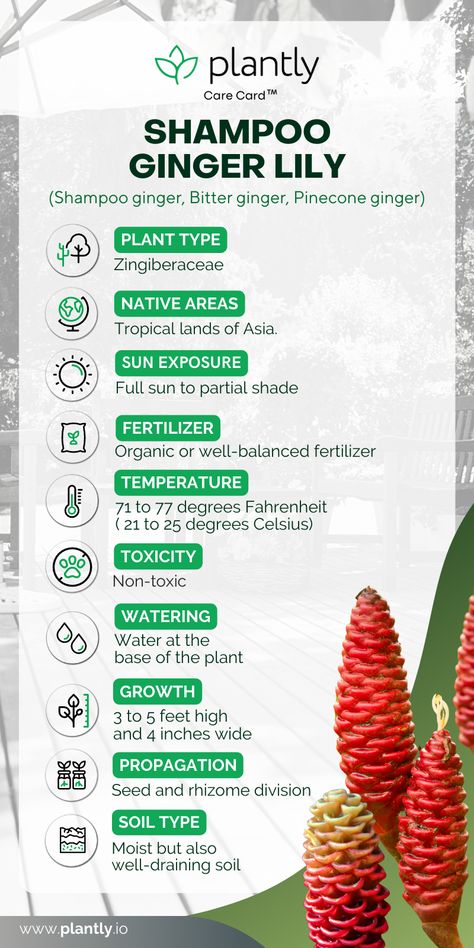 Okay, now you might wonder what shampoo has to do with a plant. Well, we will tell you all the juicy inside news of the Shampoo Ginger Lily plant. Today we will travel to Hawaii as this fascinating plant is a usual occurrence. #plantcare #careguide #ihavethisthingwithplants #livingwithplants #myplantlovinghome #houseplantjournal #greeninterior #house_plant_community #myplantaesthetic #urbanjungleblogger #indoorplantsdecor #plantparenthood # plantsmakepeoplehappy Shampoo Ginger Lily, Shampoo Plant, Shampoo Ginger, Shampoo Ginger Plant, Ginger Lily Plant, Ginger Shampoo, Lily Plant Care, Lily Care, Garden Prepping