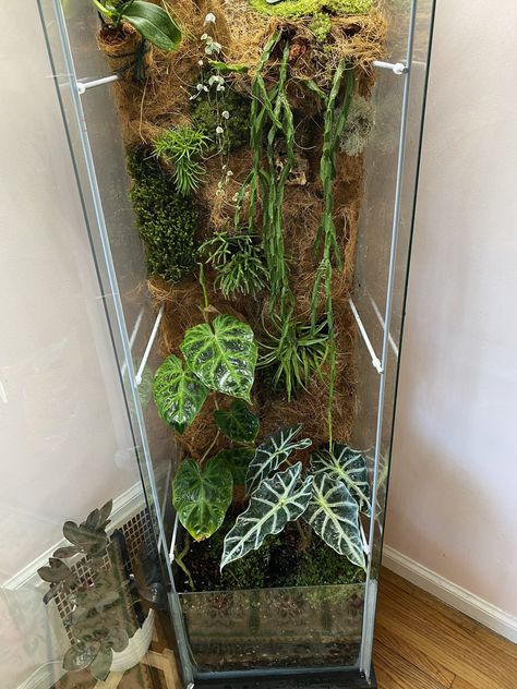 Giant Terrarium Build — The Midwestern Jungle. Giant Terrarium, Terrarium Room, Diy Vivarium, Tropical Terrariums, Vertikal Garden, Build A Terrarium, Large Terrarium, Crested Geckos, Indoor Water Garden