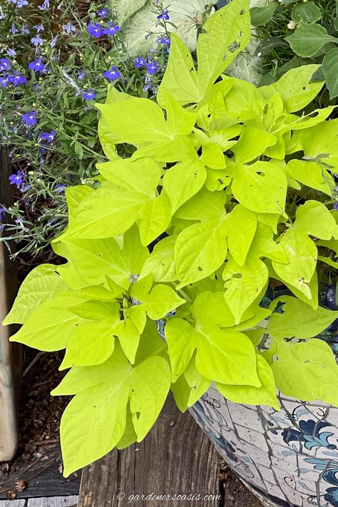 Lime green sweet potato vine in a container with lobelia in the background Hanging Basket Plants, Sweet Potato Vines, Vines Hanging, Part Shade Plants, Plants For Shade, Perennial Ground Cover, Sweet Potato Vine, Plant Benefits, Creeping Jenny