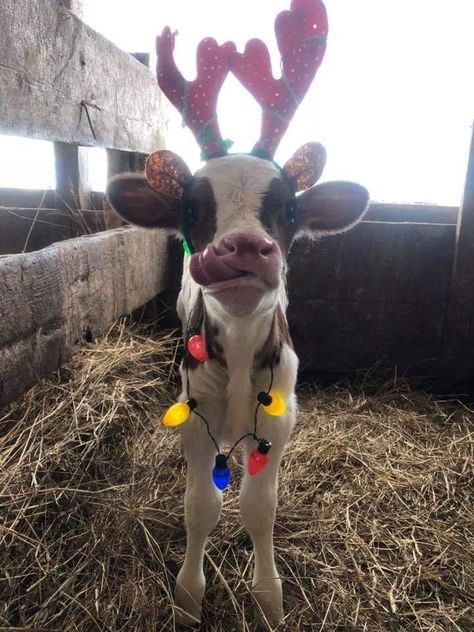 45 Pics and Memes to Improve Your Mood - Wow Gallery Baby Cow, A Cow, Fence, Cow, Christmas