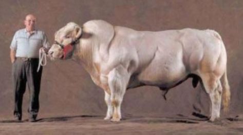 Super Mutant Cow On Steroids. For those who have never seen a Belgian Blue Cow in person, the experience is dramatic. Imagine walking Belgian Blue Cattle, Super Cow, Belgian Blue, Blue Cow, Show Cattle, Beef Cattle, Animal Science, Hereford, Farm Animals