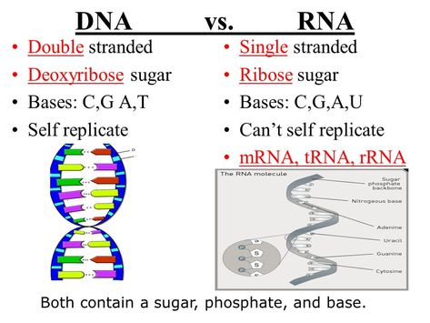 DNA vs RNA Dna Vs Rna, Biochemistry Notes, Learn Biology, Biology Revision, Biology Resources, Biology Classroom, Biology Facts, Nursing School Survival, Biology Lessons