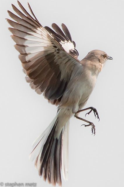 One Tough Cookie, Mocking Birds, Bird Sketch, Tough Cookie, Animal Study, Swallows, Backyard Birds, Bird Pictures, Tropical Birds