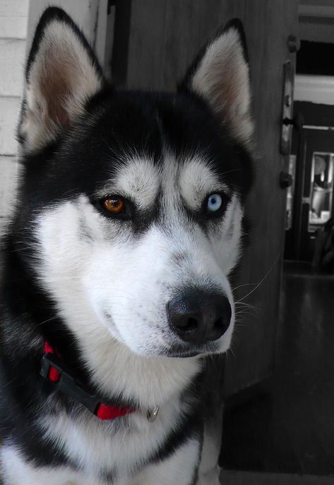 Different Color Eyes, Two Colored Eyes, Analog Photo, Color Eyes, Husky Lover, Wolf Pictures, Husky Dogs, Baby Dogs