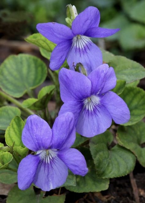 Wild Flowers Uk, Purple Wild Flowers, Violet Flower Tattoos, British Wild Flowers, Purple Wildflowers, Violet Plant, Woodland Flowers, Flower Close Up, Sweet Violets