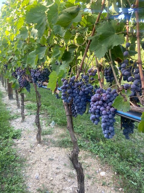 Picking Grapes Vineyard, Grapes On The Vine, Unfortunately Yours, Grape Orchard, Wine In Italy, Grape Farm, Grapes On Vine, Tuscan Winery, Backyard Vineyard