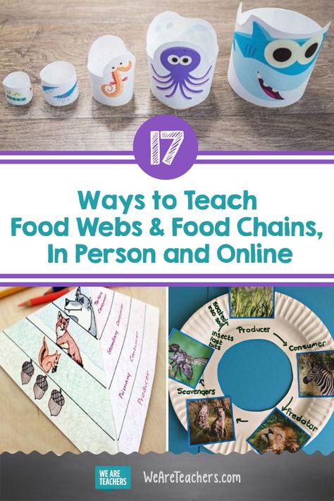 17 Cool Ways to Teach Food Webs and Food Chains, In Person and Online Food Chain Activities 3rd, Food Chains Activities, Food Webs Projects, Food Chain Game, Science Food Chains, Food Chain Activities, Food Chain Worksheet, Food Web Activities, Ocean Food Chain