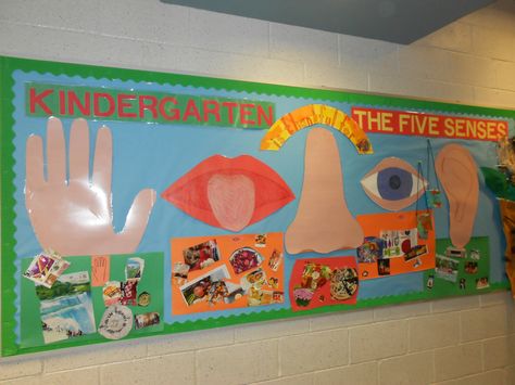 Five Senses Bulletin Board Five Senses Preschool, Meri Cherry, Science Display, Kindergarten Bulletin Boards, Science Bulletin Boards, The 5 Senses, Senses Preschool, My Five Senses, Senses Activities