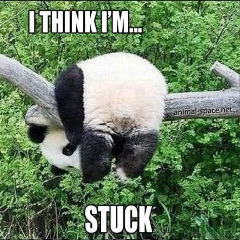 30 of The Funniest And Cutest Panda-Memes on The Web - I Can Has Cheezburger? Panda Kindergarten, Panda Meme, Funny Panda Pictures, Panda Cake, Baby Panda Bears, Mini Pinscher, Panda Lindo, Clipart Baby, Panda Funny