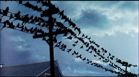 The Birds Hitchcock, The Birds Movie, Alfred Hitchcock The Birds, Jessica Tandy, Organic Photography, Hitchcock Film, Alfred Hitchcock Movies, Composition Photography, Entertainment Weekly