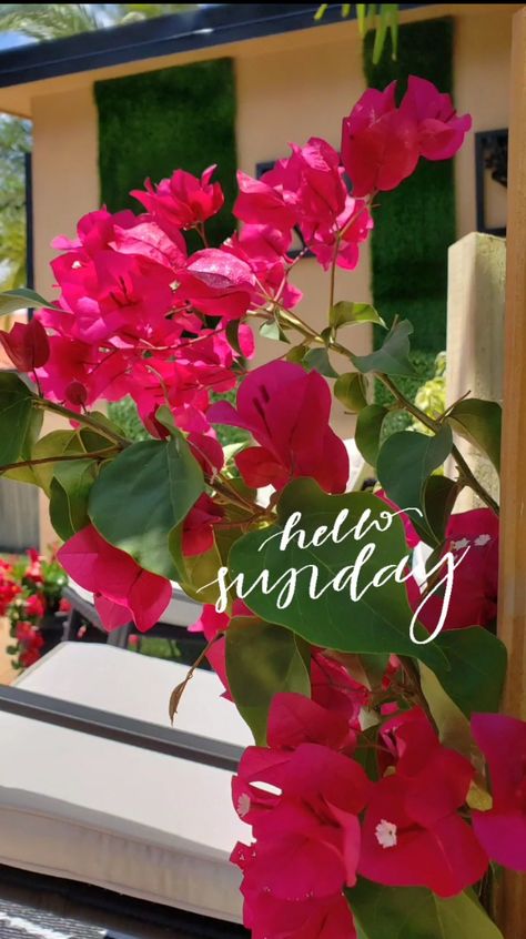 Hello Sunday, sunny day with beautiful flowers. Real flower closeups are so beautiful. Here you have bloomed Bougainvilleas in dark pink. Hello Sunday, Flowers Real, Good Instagram Captions, Bougainvillea, Good Morning Messages, Morning Messages, Sunny Day, Real Flowers, Instagram Captions