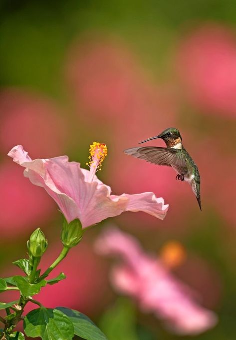 Hummingbird Migration Takes an Incredible Journey - Birds and Blooms Hummingbird Pictures, Airbrush Art, Backyard Birds, Bird Pictures, Pretty Birds, Hibiscus Flowers, Animal Photo, Nature Animals, Bird Watching