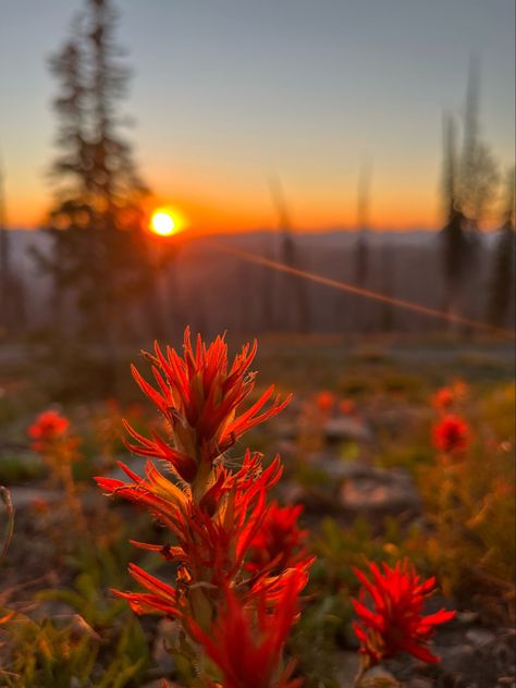 Wyoming Indian Paintbrush Tattoo, Indian Paintbrush Tattoo, Western Wildflowers, Montana Wildflowers Tattoo, Indian Paintbrush Wallpaper, Indian Paintbrush Bouquet, Indian Paintbrush Painting, Paint Brushes Photography, Indian Paint Brush