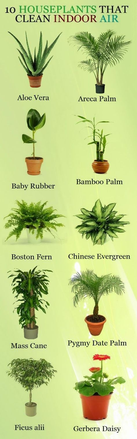 10 Houseplants That Clean Air home plants healthy home ideas homes health good to know نباتات منزلية, Plant Ideas, Terraria, Indoor Air, Plant Life, Cleaning Tips, Garden And Yard, Apartment Living, Indoor Garden