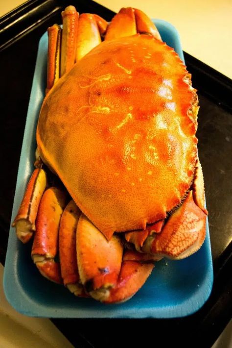 How to Cook Costco's Dungeness Crab - Half-Scratched How To Cook Whole Dungeness Crab, How To Cook Whole Crab, Whole Dungeness Crab Recipes, Shrimps Recipes, Cooking Dungeness Crab, Spicy Crab Roll, Dungeness Crab Legs, Dungeness Crab Recipes, Crab Stuffed Salmon